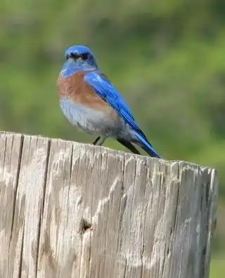 Bringing Bluebirds Back to our Open Space Bringing Bluebirds Back to our Open Space