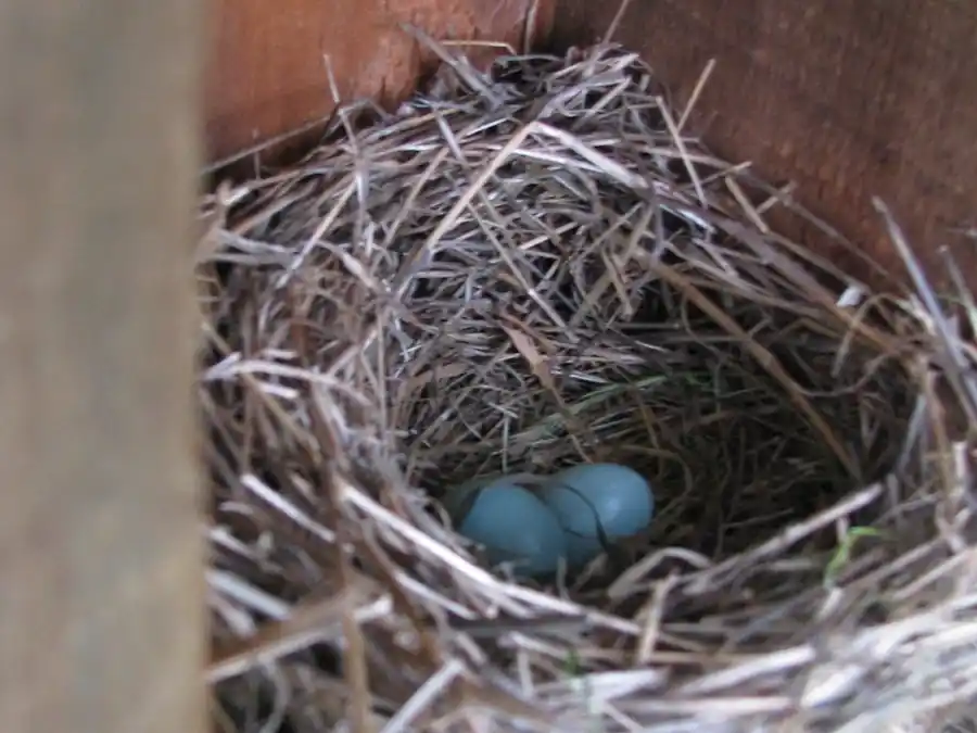 Bringing Bluebirds Back to our Open Space Bringing Bluebirds Back to our Open Space