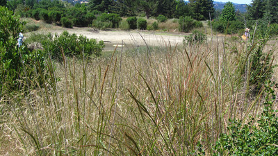 Stand of native Elymus glaucus "blue wildrye" growing near Bayberry pond in Lime Ridge Stand of native Elymus glaucus "blue wildrye" growing near Bayberry pond in Lime Ridge