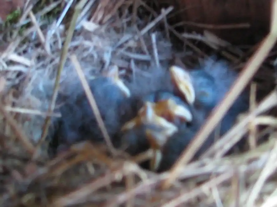 Bringing Bluebirds Back to our Open Space Bringing Bluebirds Back to our Open Space