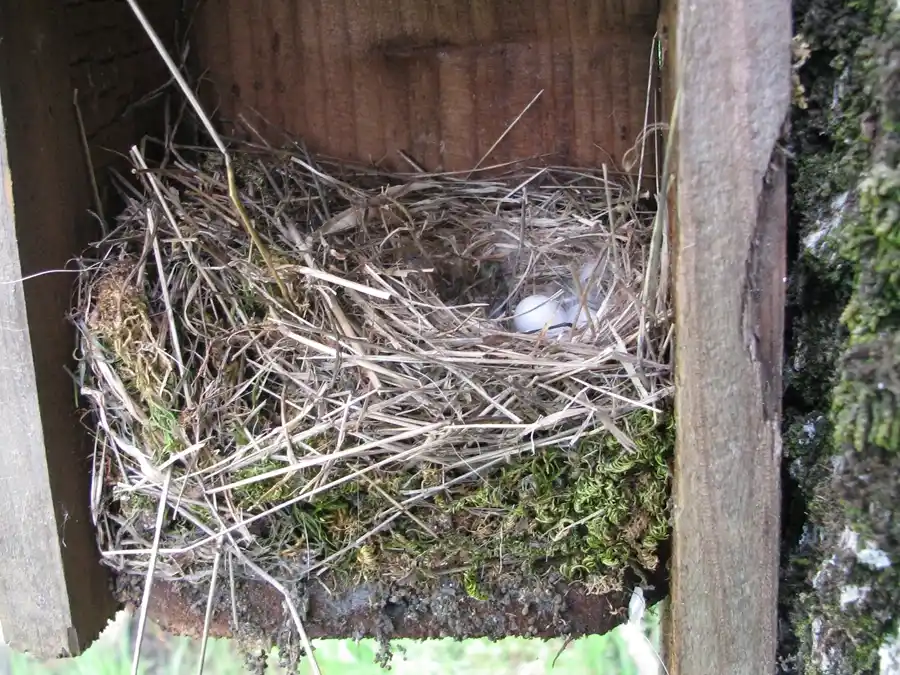 Bringing Bluebirds Back to our Open Space Bringing Bluebirds Back to our Open Space