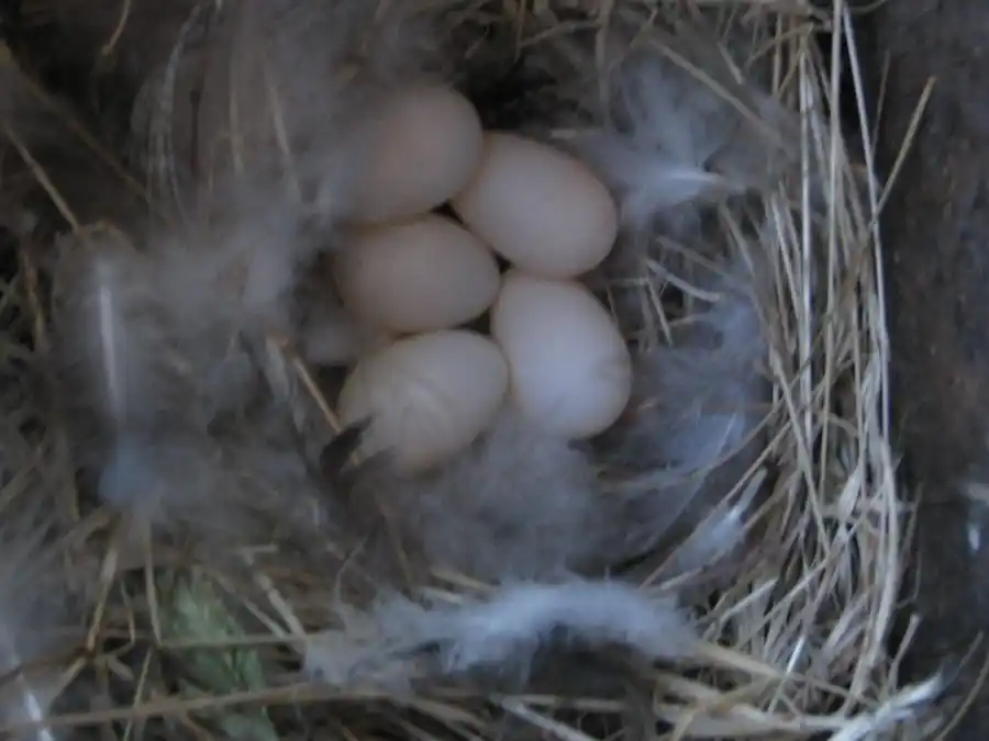 Bringing Bluebirds Back to our Open Space Bringing Bluebirds Back to our Open Space