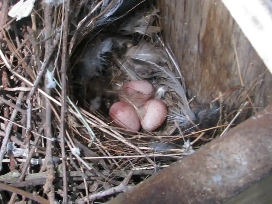 Bringing Bluebirds Back to our Open Space Bringing Bluebirds Back to our Open Space