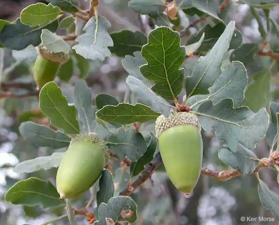 Blue Oak Oak Varieties