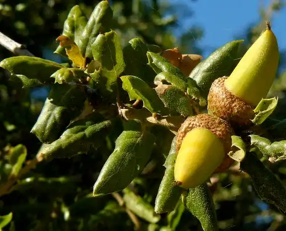 Coast Live Oak Oak Varieties