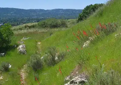 Wind Pruning