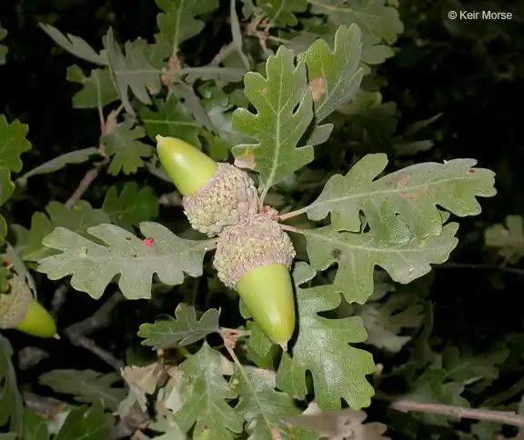 Valley Oak Oak Varieties